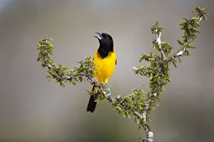 Brush Prints: Audubons Oriole (Icterus graduacauda) perched