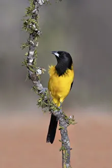 Images Dated 25th January 2021: Audubons Oriole (Icterus graduacauda) perched