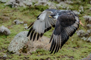 Ethiopia Collection: Augur buzzard (Buteo augur) in Flight. Bale Mountains National Park. Ethiopia