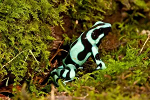 Dart Frog Prints: Auratus Dart Frog Dendrobates auratus Native to Northern South America Habitat - Rain Forest