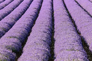 Vaucluse Prints: Aurel, Vaucluse, Alpes-Cote d'Azur