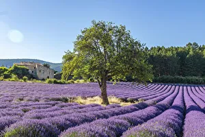 Vaucluse Prints: Aurel, Vaucluse, Alpes-Cote d'Azur, France. Tree growing in a lavender field
