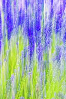 Vaucluse Prints: Aurel, Vaucluse, Alpes-Cote d'Azur, France. Motion blur view of a lavender field