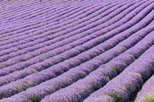 Vaucluse Prints: Aurel, Vaucluse, Alpes-Cote d'Azur