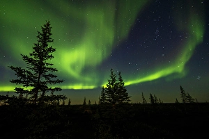 Mystical Prints: Aurora Borealis, the mystical night lights of the far north Boreal Forest