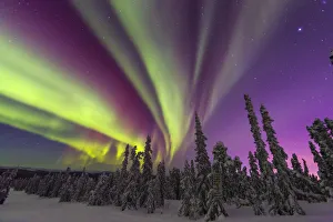 Images Dated 12th March 2015: Aurora borealis, northern lights, near Fairbanks, Alaska