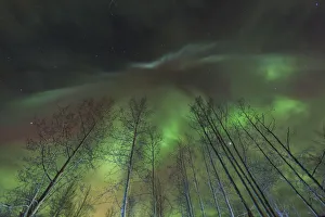 Images Dated 18th March 2015: Aurora borealis, northern lights, near Fairbanks, Alaska