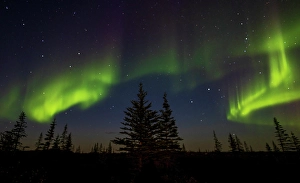 Sub Arctic Prints: Aurora Borealis as seen through the Boreal Forest in Northern Manitoba