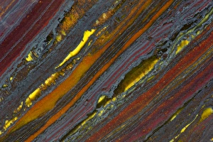 Australian Prints: Austrailian Tiger Eye