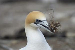 Hawkes Bay Prints: Australasian Gannet ( Morus serrator ), Cape Kidnappers Gannet Colony, Hawkes Bay