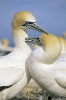 Affectionate Prints: Australasian Gannet, (Sula serrator), courting pair preening, Cape Kidnappers, New Zealand