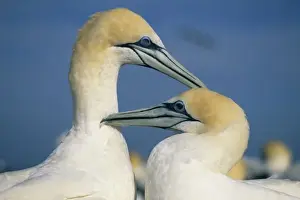 Australasian Gannet, (Sula serrator) courting pair preening, Cape Kidnappers, New Zealand