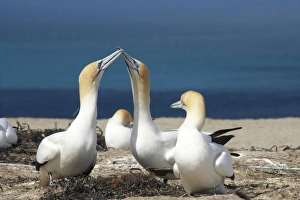 Australasian Gannets ( Morus serrator ), Cape Kidnappers Gannet Colony, Hawkes Bay