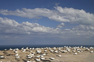 Hawkes Bay Prints: Australasian Gannets ( Morus serrator ), Cape Kidnappers Gannet Colony, Hawkes Bay