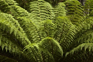 Images Dated 14th February 2010: Australia
