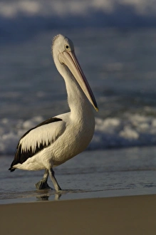 Australia