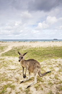 Images Dated 14th February 2009: Australia