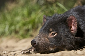Images Dated 9th October 2009: Australia