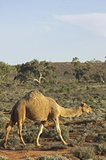 Images Dated 14th September 2006: Australia