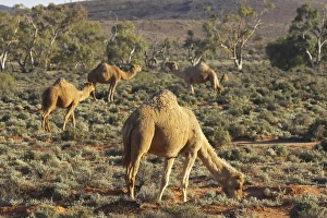 Images Dated 14th September 2006: Australia