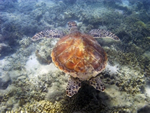 Australia