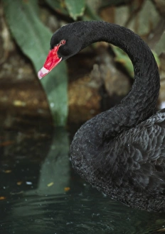 Neck Prints: Australia. A Black Swan (Cygnus atratus)