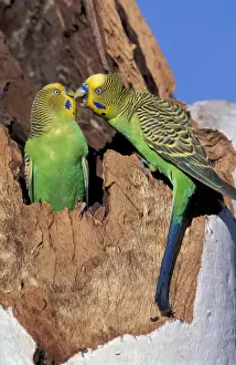Communicating Prints: Australia Two budgerigars (Melopsittacus undulatus) Note: May not be sold in France