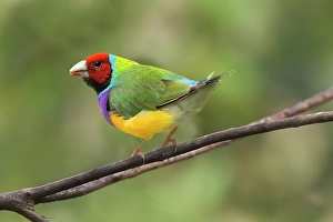 Jim Zuckerman Prints: Australia. Close-up of Gouldian finch on limb