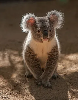 Juvenile Prints: Australia. Close-up of young koala. (Editorial Use Only)