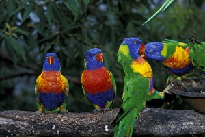 Peter Skinner Prints: Australia, East Coast. Australian Lorikeets