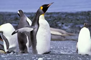 Images Dated 8th November 2005: Australia, Macquarie Island, Buckles Bay. King Penguins (Aptenodytes patagonicus)