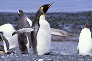 Images Dated 8th November 2005: Australia, Macquarie Island, Buckles Bay. King Penguins (Aptenodytes patagonicus)
