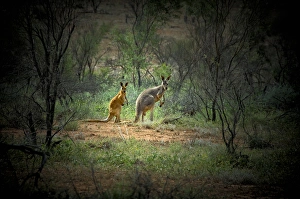 New South Wales Prints: Australia, New South Wales, Broken Hill, outback. A red and grey kangaroo in the outback