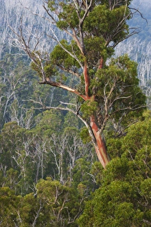 Australia, New South Wales, NSW, Kosciuszko National Park, Thredbo, landscape with trees