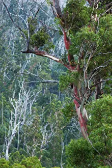 World Locations Prints: Australia, New South Wales, NSW, Kosciuszko National Park, Thredbo, landscape with trees