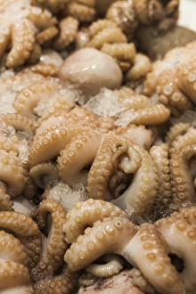 Images Dated 7th February 2014: Australia, New South Wales, NSW, Sydney, Sydney Fish Market, octopus