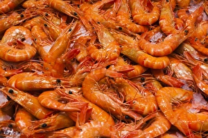 Images Dated 7th February 2014: Australia, New South Wales, NSW, Sydney, Sydney Fish Market, shrimp