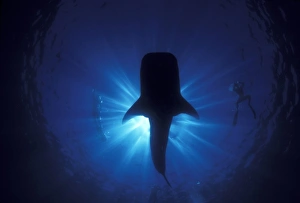 Snorkel Prints: Australia, Ningaloo Reef. Whale shark and snokelers
