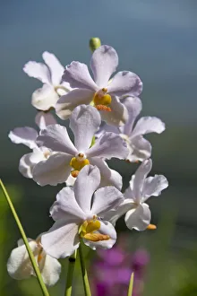 Images Dated 21st April 2014: Australia, Northern Territory, Darwin. Jennys Orchid Garden