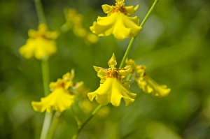 Images Dated 21st April 2014: Australia, Northern Territory, Darwin. Jennys Orchid Garden