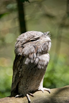 Australia, Northern Territory, Darwin. Territory Wildlife Park. Tawny frogmouth (Captive