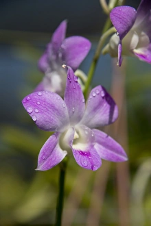 Images Dated 21st April 2014: Australia, Northern Territory, Darwin. Jennys Orchid Garden