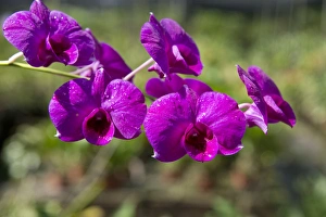 Images Dated 21st April 2014: Australia, Northern Territory, Darwin. Jennys Orchid Garden