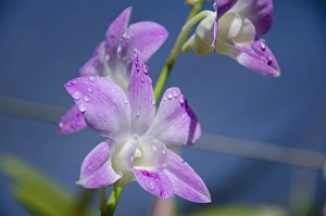 Images Dated 21st April 2014: Australia, Northern Territory, Darwin. Jennys Orchid Garden