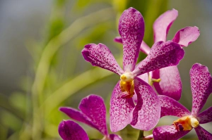 Images Dated 21st April 2014: Australia, Northern Territory, Darwin. Jennys Orchid Garden