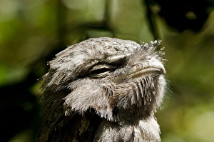 Images Dated 21st April 2014: Australia, Northern Territory, Darwin. Territory Wildlife Park. Tawny frogmouth (Captive