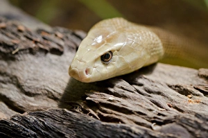 Australia, Northern Territory, Darwin. Territory Wildlife Park. Coastal taipan (Captive