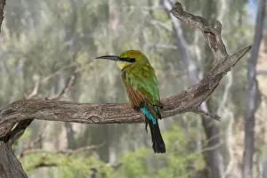 Copy Space Prints: Australia, NT, Alice Springs. Alice Springs Desert Park. Rainbow bee-eater (Captive