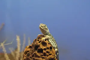 Outback Prints: Australia, NT, Alice Springs. Central Netted Dragon