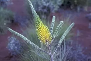 Australia, NT, near Ayers Rock. Springtime bloom